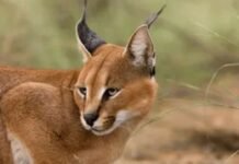 The Fascinating World of Caracal Pets: A Unique Companion Caracal Pets