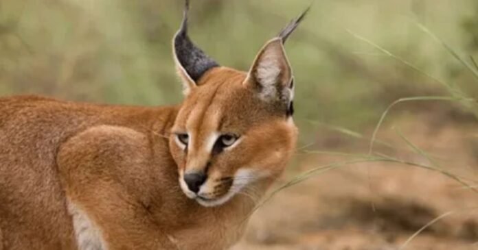 Caracal Pets Caracal Pets