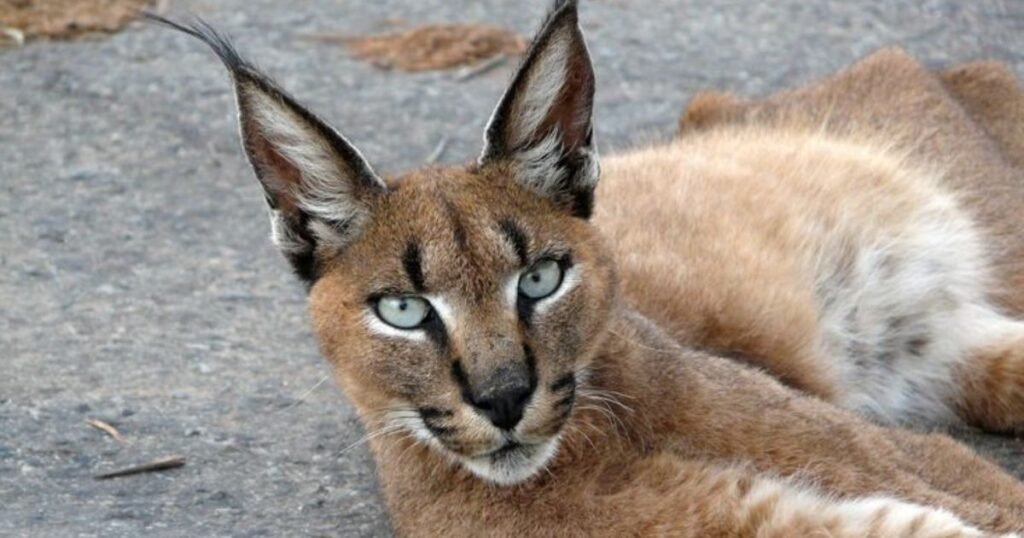 What is a Caracal?