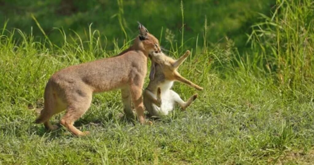 Diet and Feeding Requirements of a Caracal